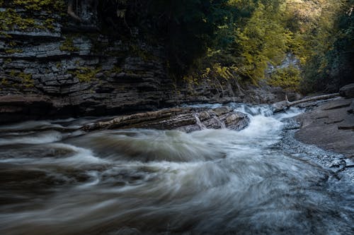 Foto profissional grátis de água, árvore, árvores