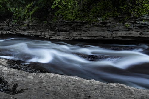 Foto profissional grátis de água, árvore, árvores