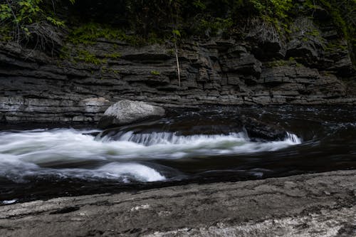 Foto profissional grátis de água, árvore, árvores