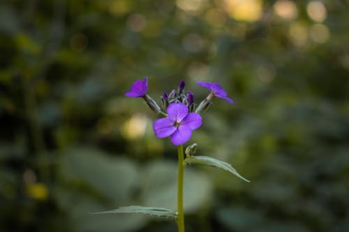 Foto profissional grátis de atraente, beleza, Canadá