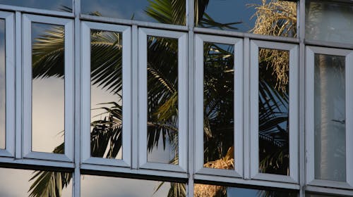 
A Reflection of a Palm Tree on Glass Windows