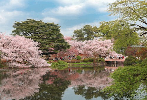 Gratis Fotos de stock gratuitas de cerezos en flor, jardín botánico, lago Foto de stock