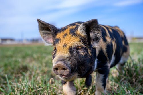 Domestic mini pig with spotted fur grazing in field with green grass under blue sky in summer time