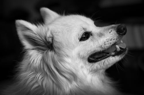Free 
A Grayscale of a Volpino Dog Stock Photo