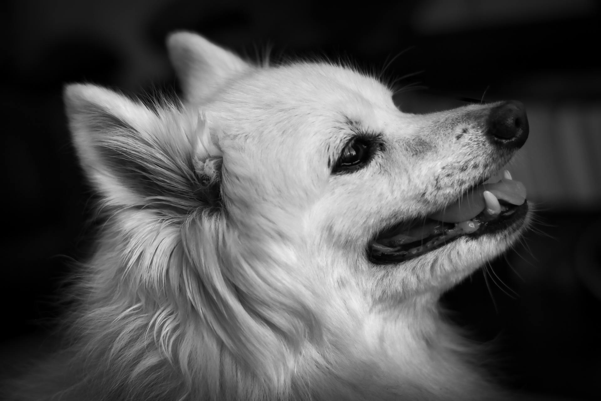 A Grayscale of a Volpino Dog