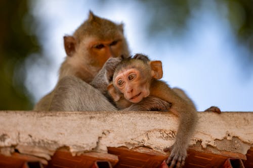 おもしろい, マカク, 動物の無料の写真素材