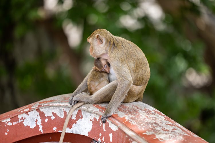 Two Monkeys Cuddling