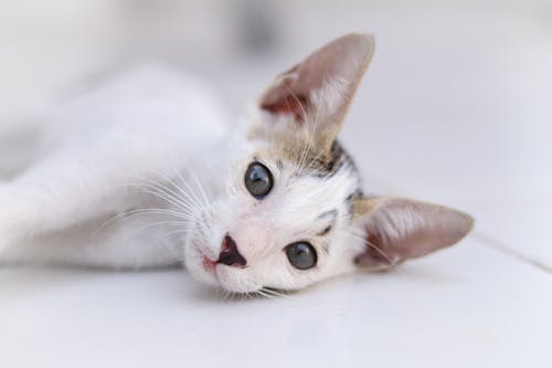 Free Close-Up Photo Of Laying White Cat Stock Photo