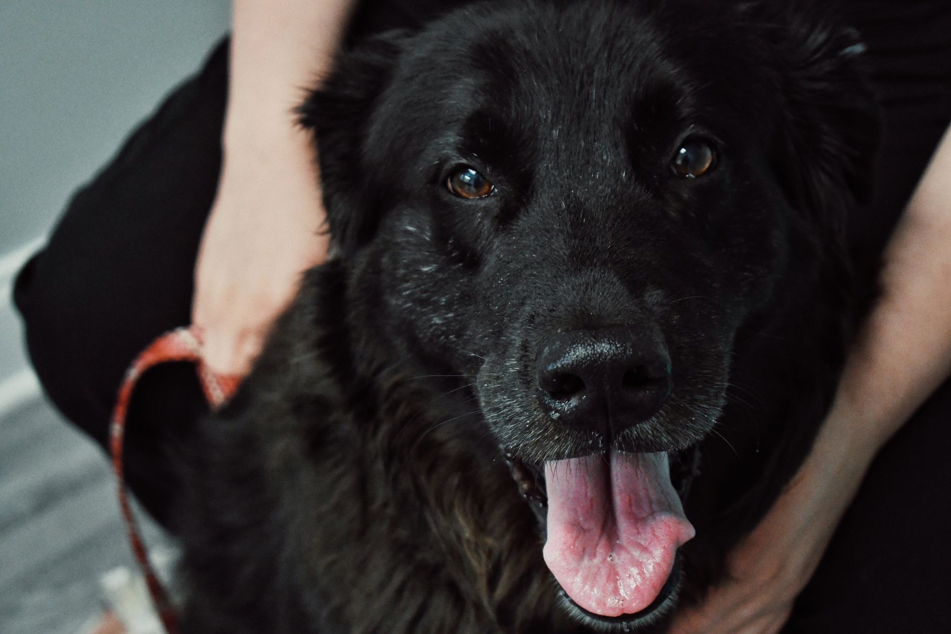 Veterinarian examining a dog during a checkup