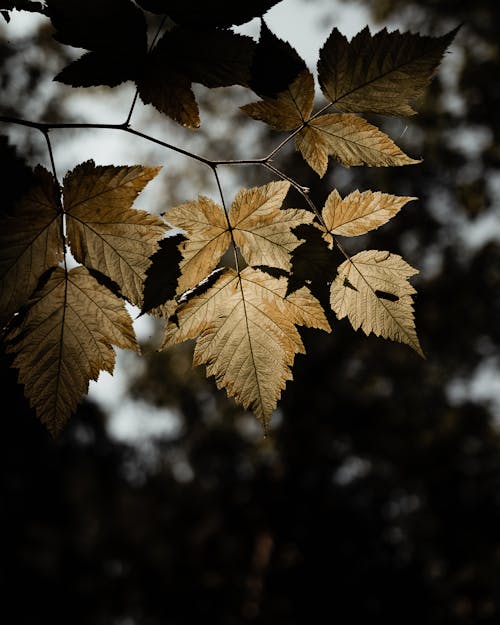 Brown Leaves in Tilt Shift Lens