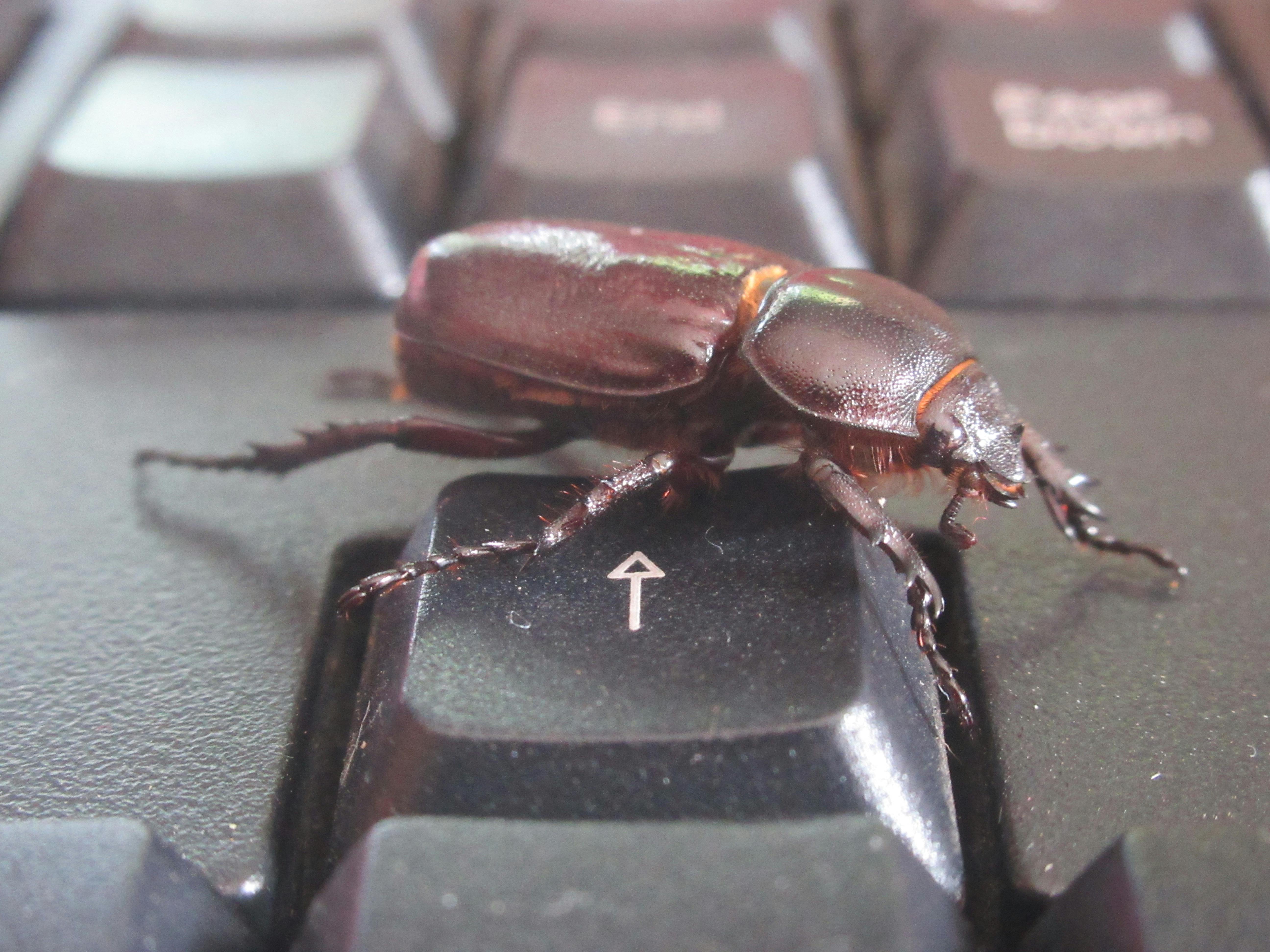 Free stock photo of animal, bug, computer