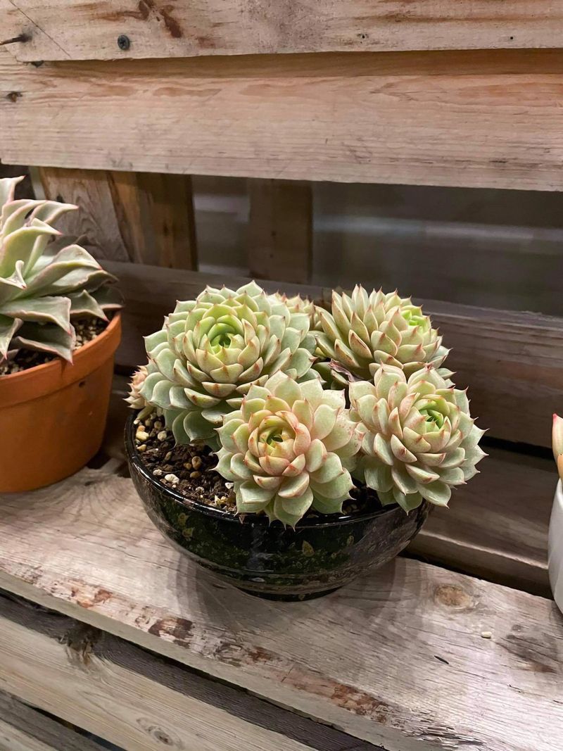 Succulent arrangement in a ceramic bowl