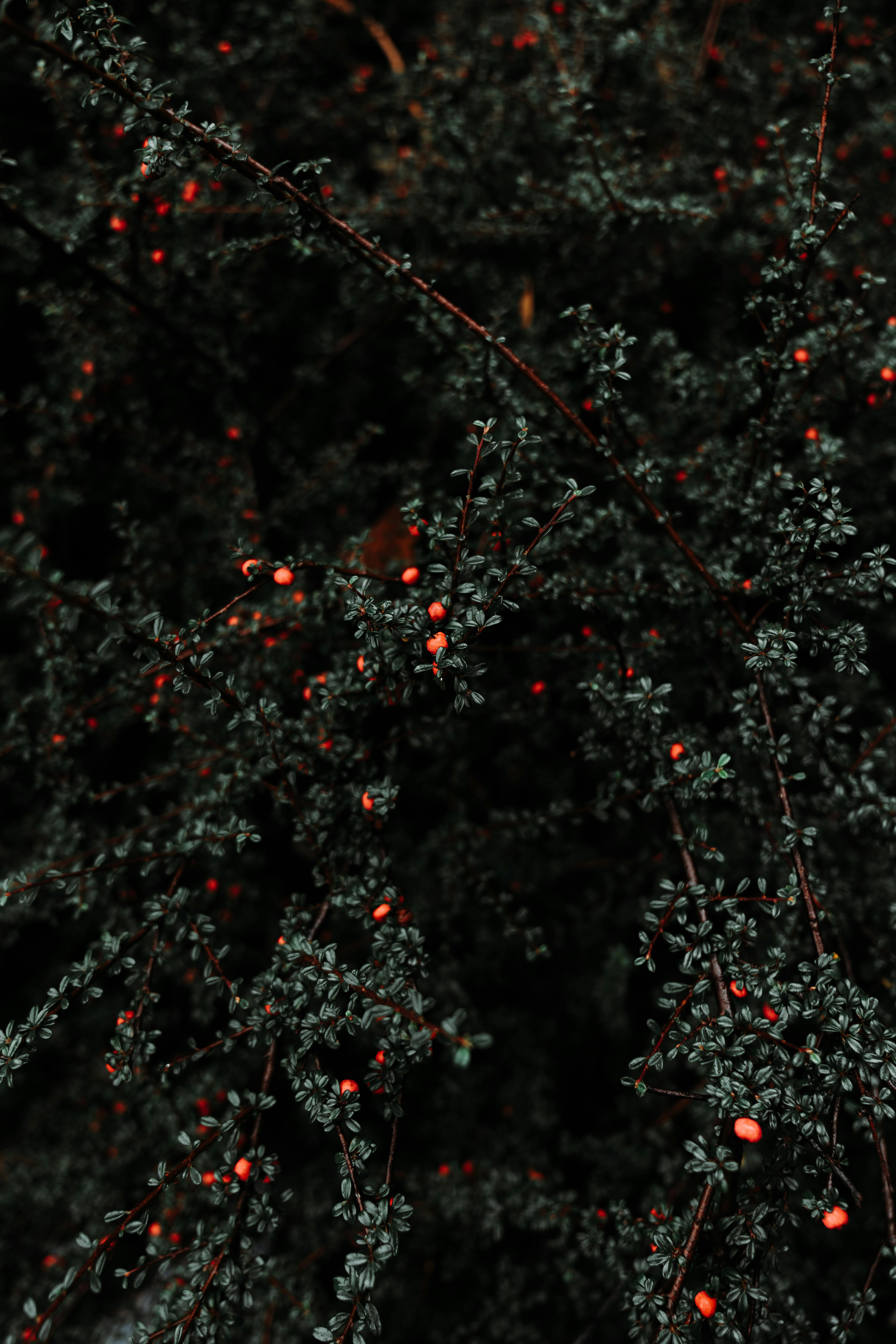 Vibrant red berries on Cotoneaster shrubs set against a rich, dark foliage background.