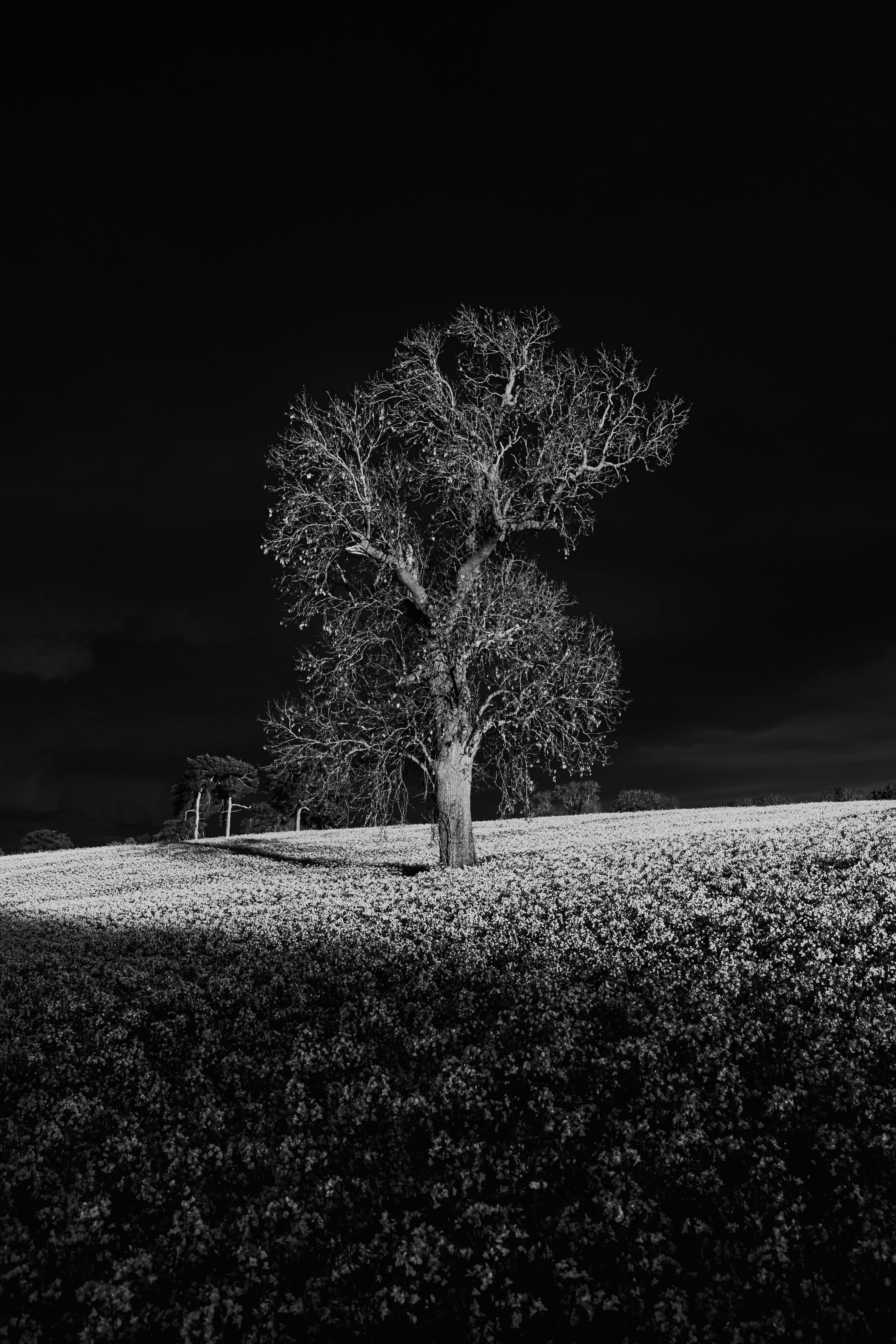 Striking black and white image of a lone tree in a Derby field.