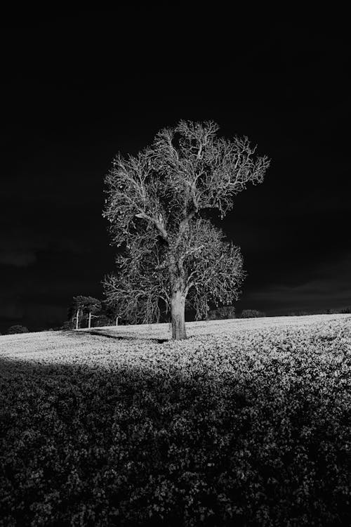 A Leafless Tree in the Middle of the Field