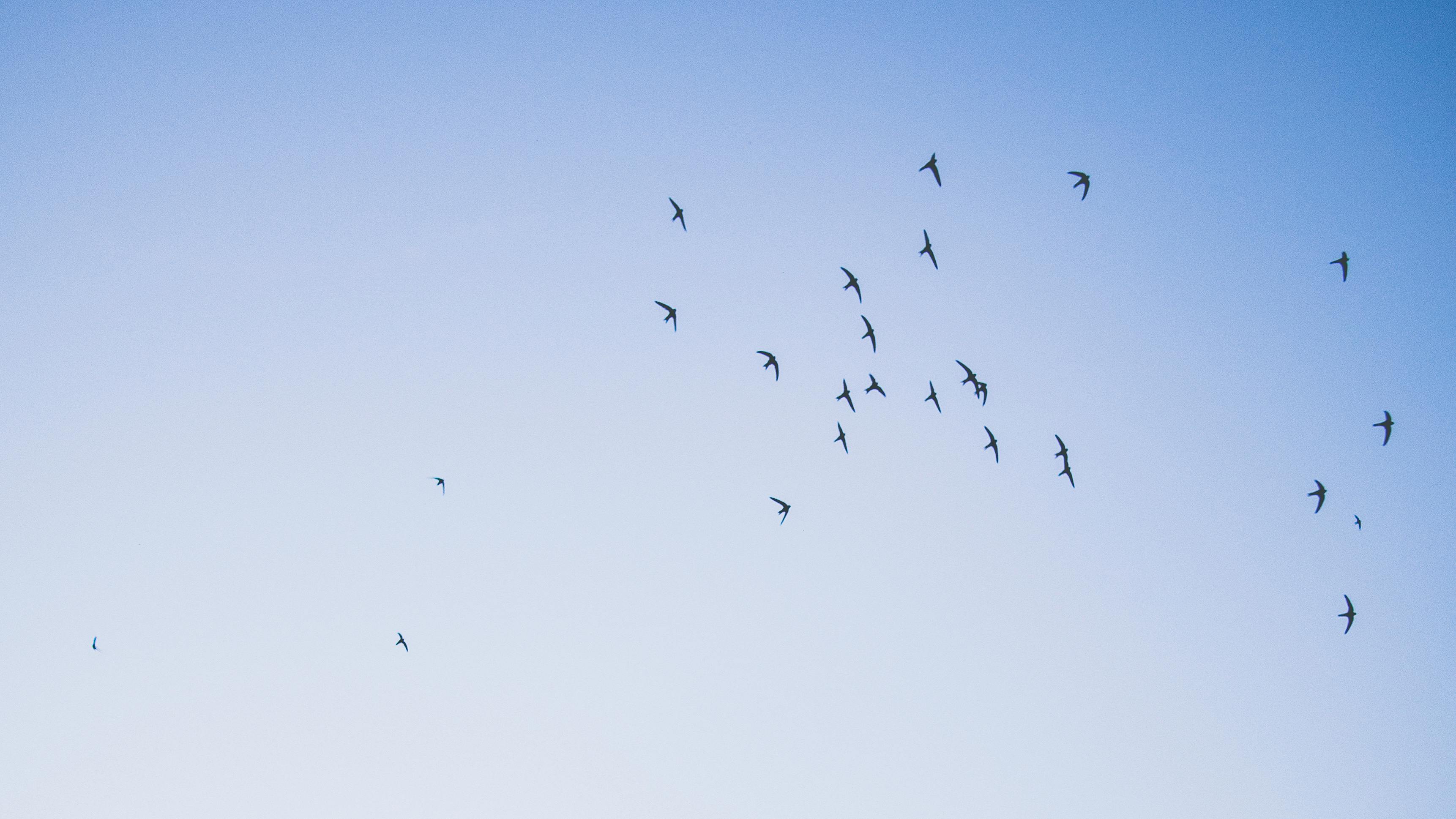 free stock photo of birds flying sky