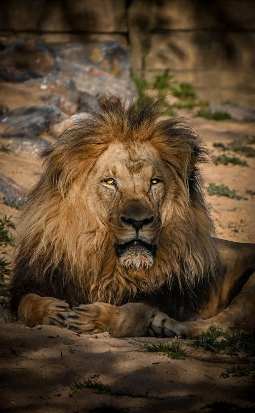 Free Photo of a Lion Lying on the Ground Stock Photo