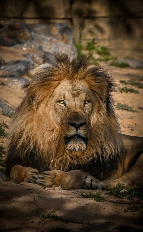 Photo of a Lion Lying on the Ground