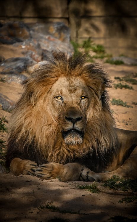 Close-up Photo of Lion's Head · Free Stock Photo