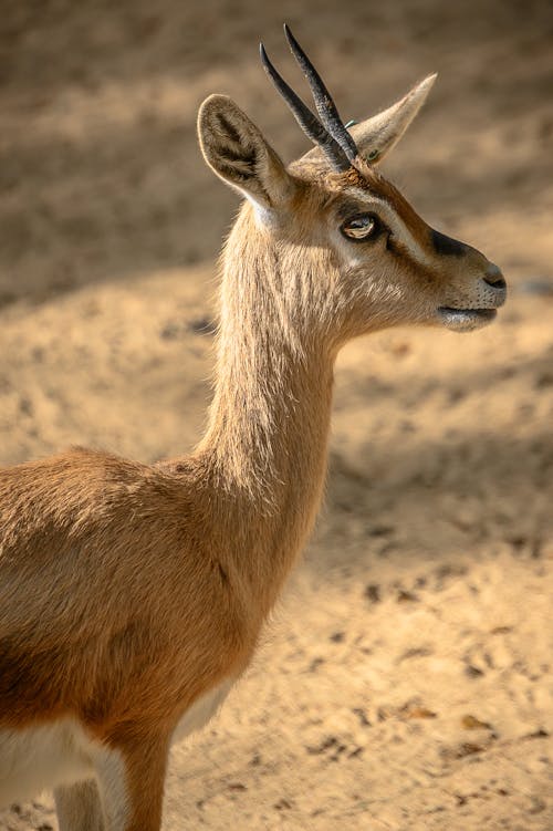 Close-Up Shot of an Antelope 