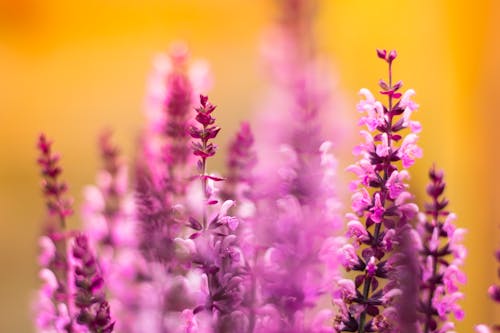 Shallow Focus Photography of Pink Flowers