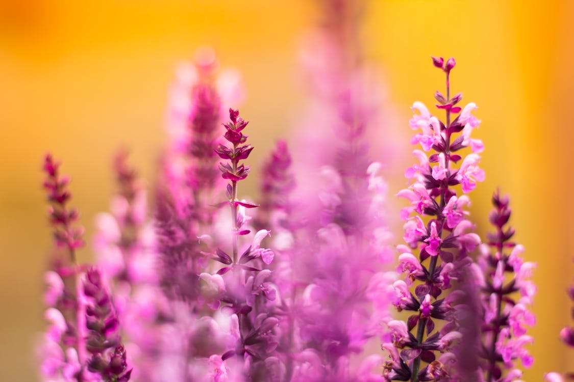 Ilmainen kuvapankkikuva tunnisteilla kasvi, kukat, laventeli