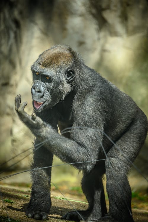 Gratis lagerfoto af abe, behåret, chimpanse Lagerfoto