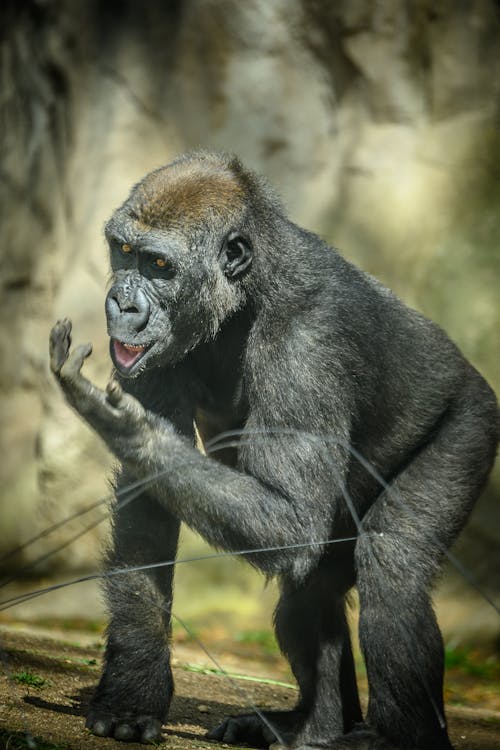 Imagine de stoc gratuită din a închide, animal sălbatic, antropoidă