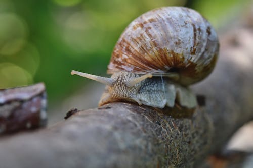 Free stock photo of crawling, slimy, slow