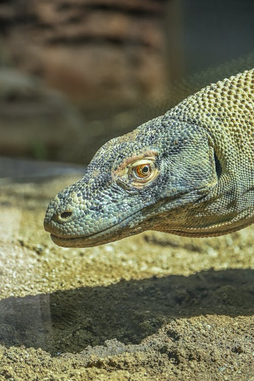 Kostenloses Stock Foto zu eidechse, komodowaran