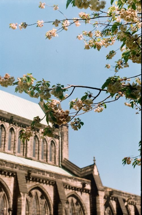 Free A picturesque view of historic architecture framed by blooming branches in springtime. Stock Photo
