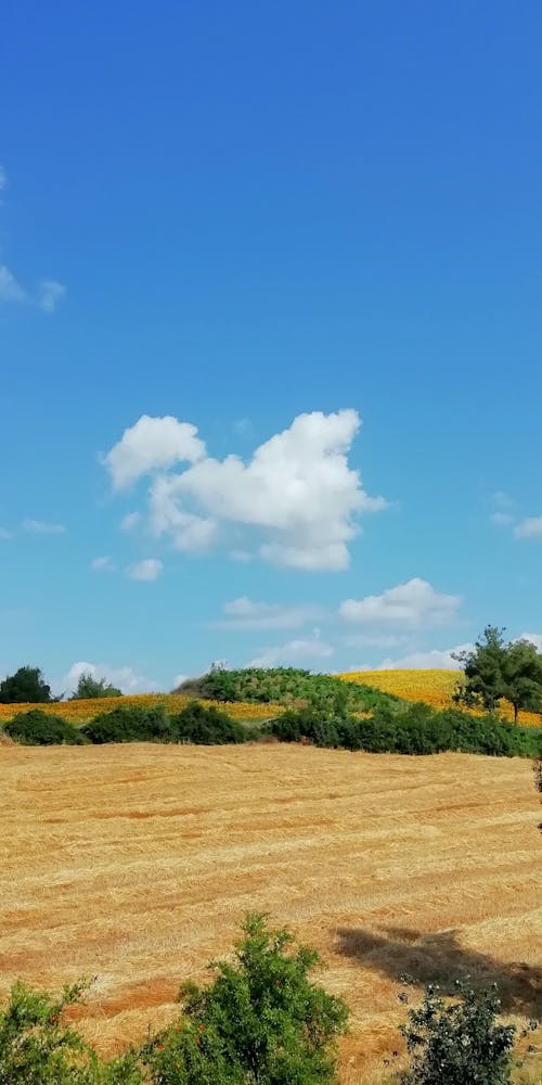 Kostnadsfri bild av blå himmel, fält, jordbruksmark