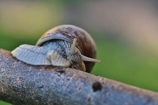 Detailed macro photograph of a snail on a twig with a blurred green background.