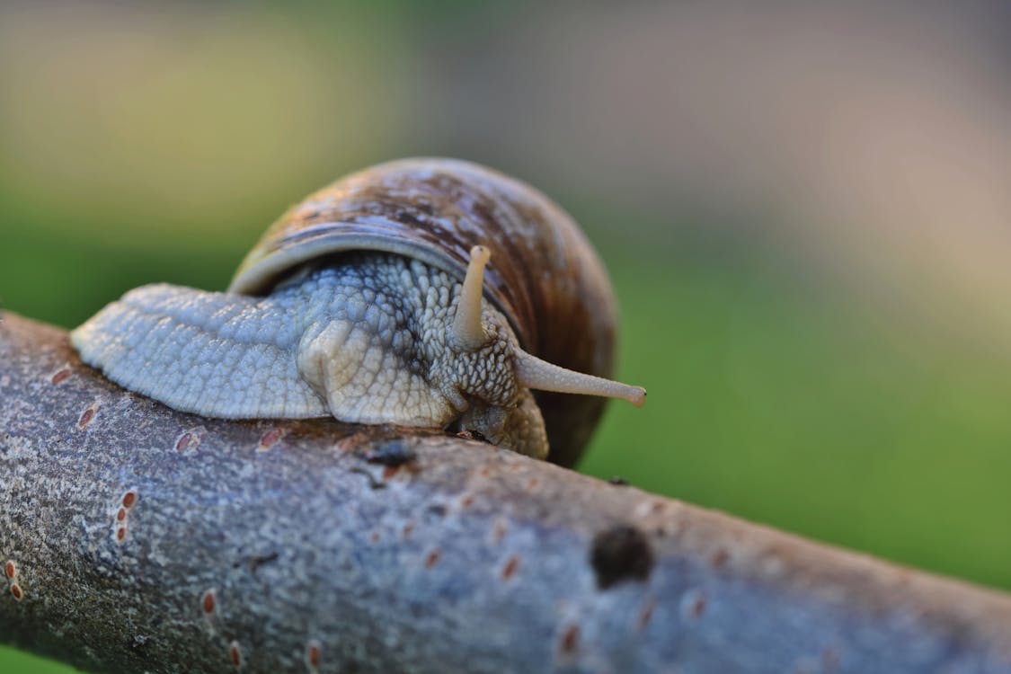 Macro Shot of a Snail with a Brown Shell