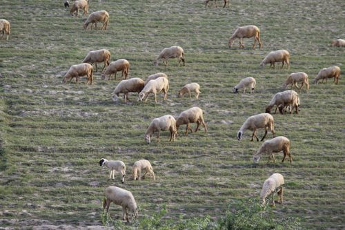 Free stock photo of 4k wallpaper, agricultural field, animal world Stock Photo