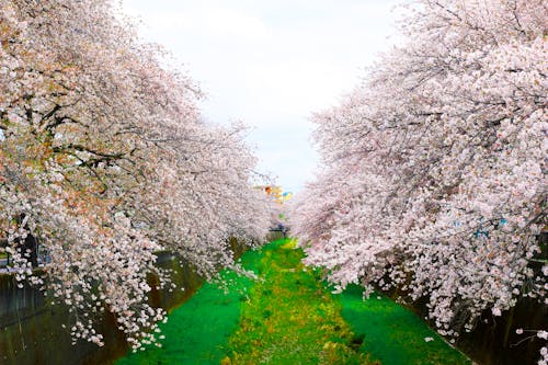 Gratis lagerfoto af blomster, flora, kirsebærblomster