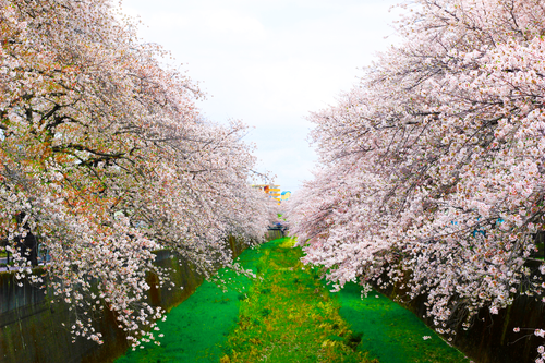 Free A stunning display of cherry blossoms in full bloom along a serene canal in Japan during spring. Stock Photo