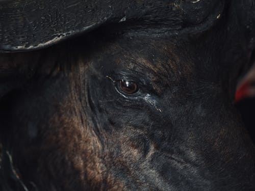 Immagine gratuita di adulto, agricoltura, animale