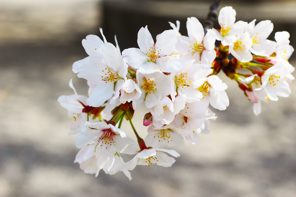 Mount Fuji Cherry Blossom: Best Views & Photo Spots 2026