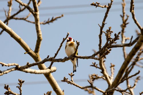 Close-Up Photo of Bird perched on Branch