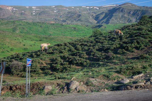 Cattle Grazing on Green Hills 