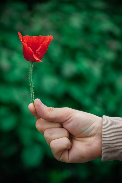 Close up of a Person Holding a Flower