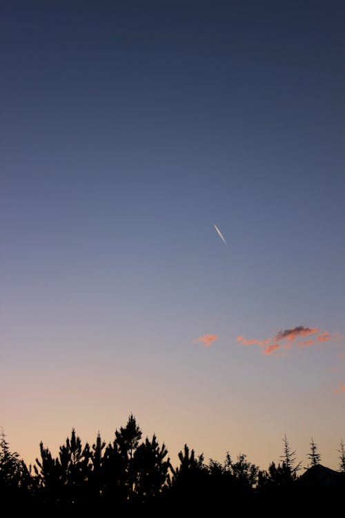 Immagine gratuita di albero, alto, ambiente