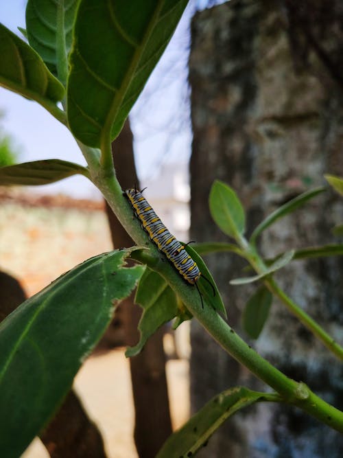 Free stock photo of caterpillar