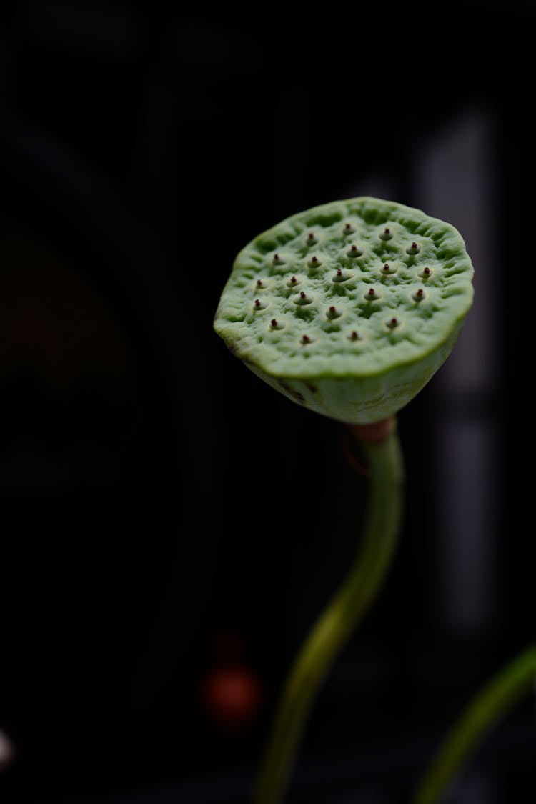 Close-Up Of A Lotus Pod