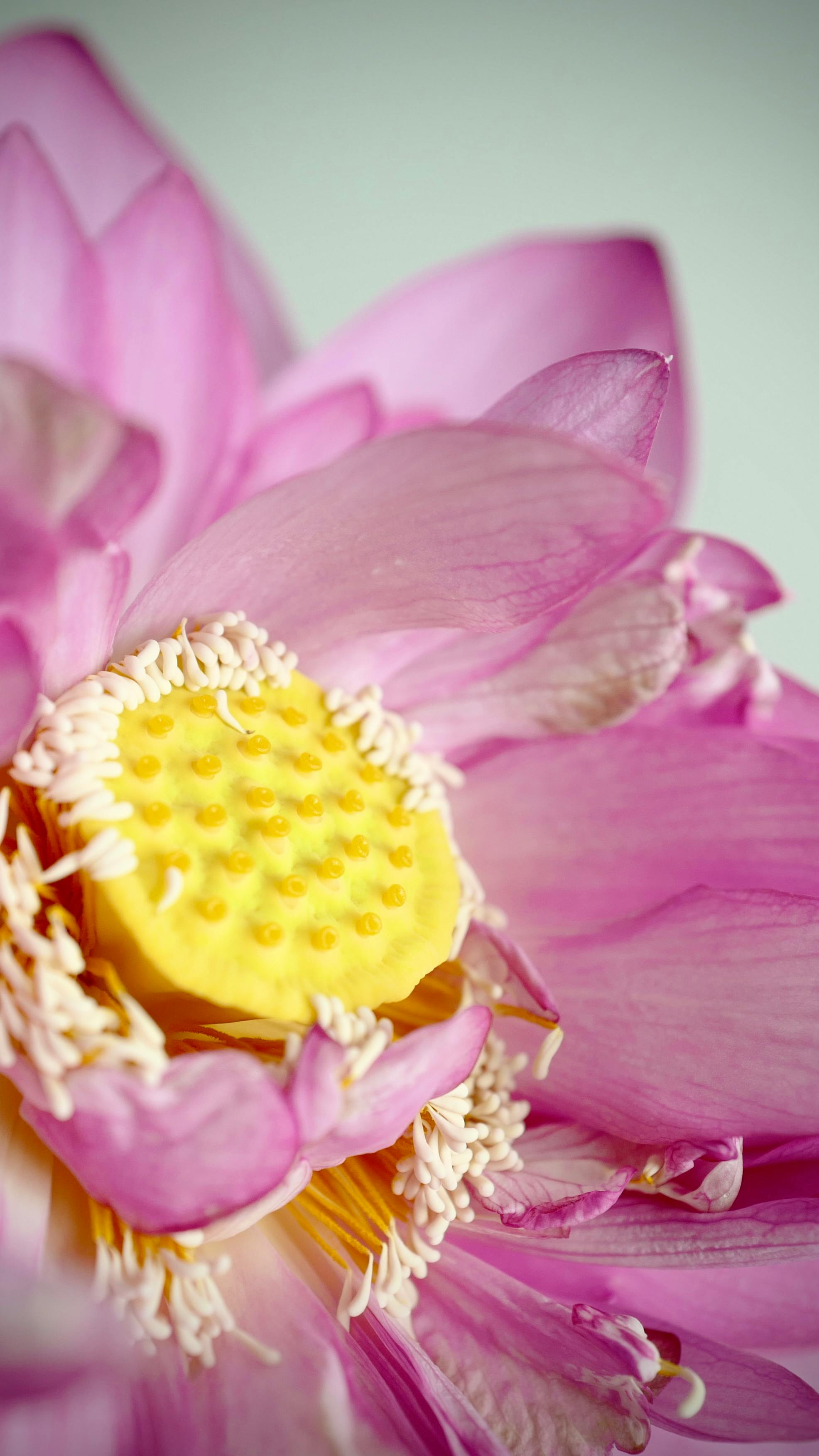Detailed macro shot of a vibrant pink lotus flower with delicate petals and yellow center.