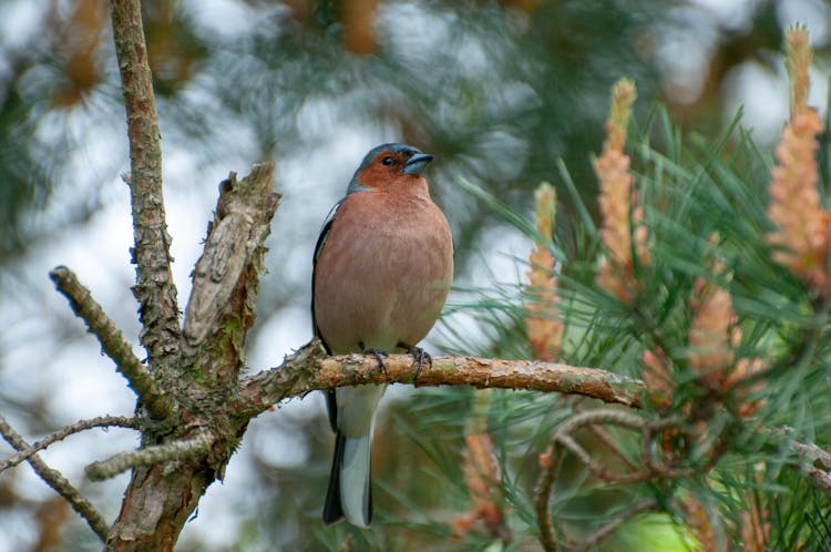 Common Chaffinch Sitting On Pine Tree Branch