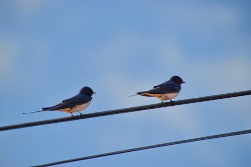 Free Photo of Birds Perched on Cable Wire Stock Photo