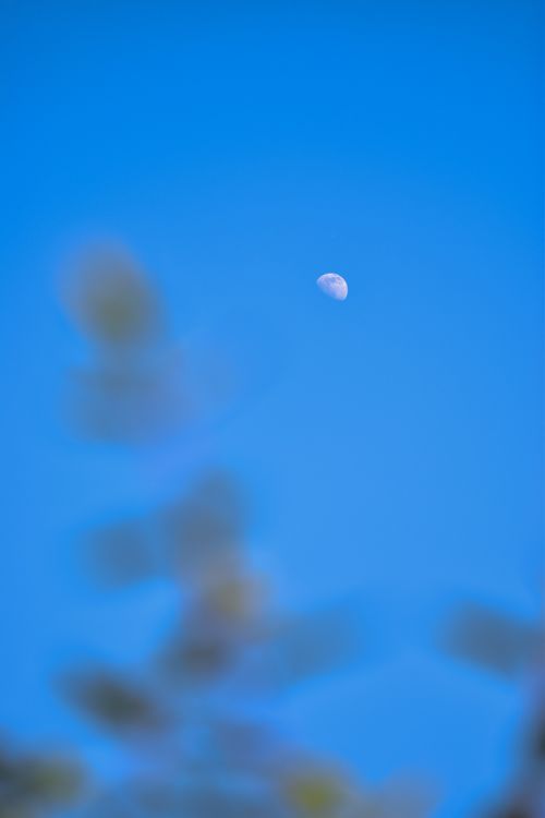Free A tranquil image featuring a crescent moon in a clear blue sky with blurred foreground leaves, captured outdoors. Stock Photo