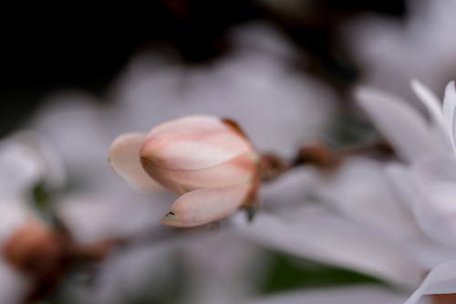 Free White Flower in Tilt Shift Lens Stock Photo